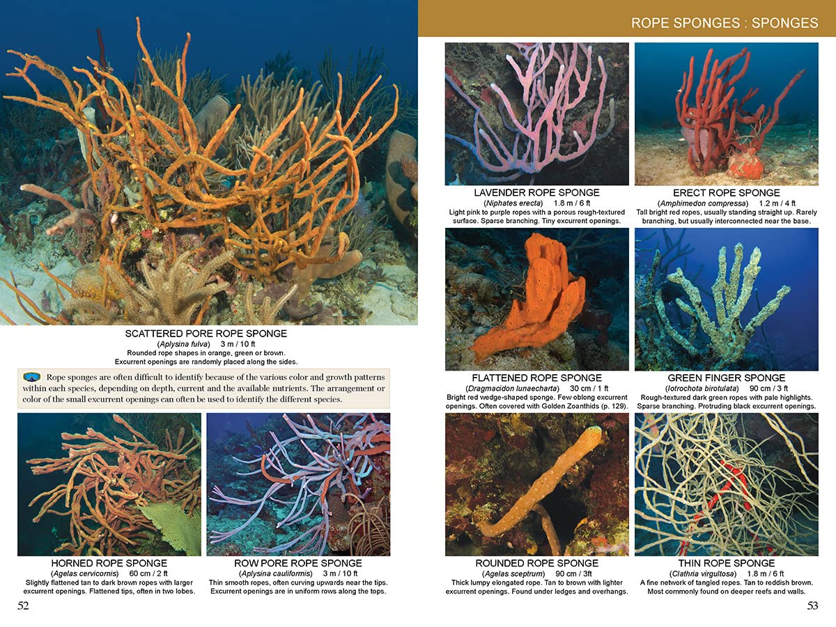 Caribbean Reef Life