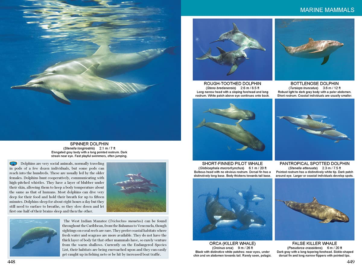 Caribbean Reef Life
