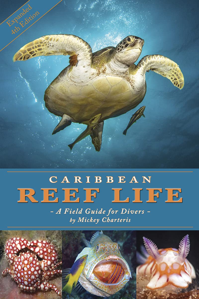 Caribbean Reef Life