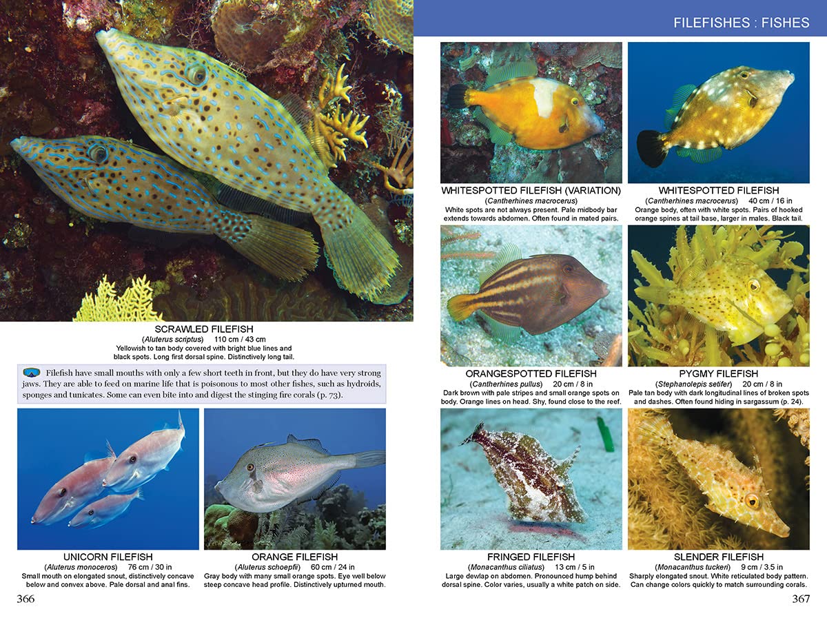 Caribbean Reef Life