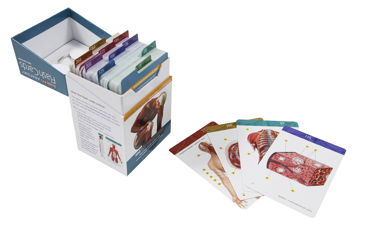 Anatomy Flash Cards (Barron's Test Prep)
