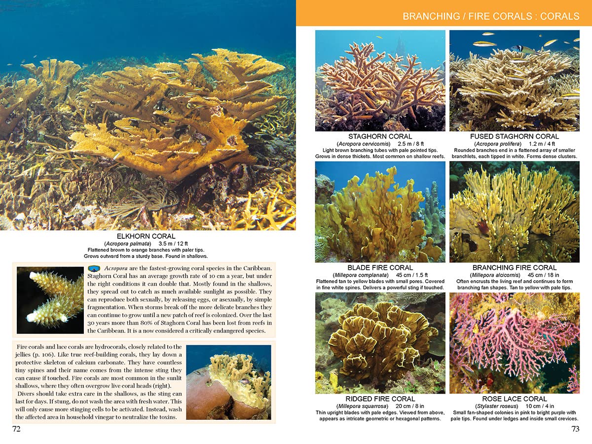 Caribbean Reef Life