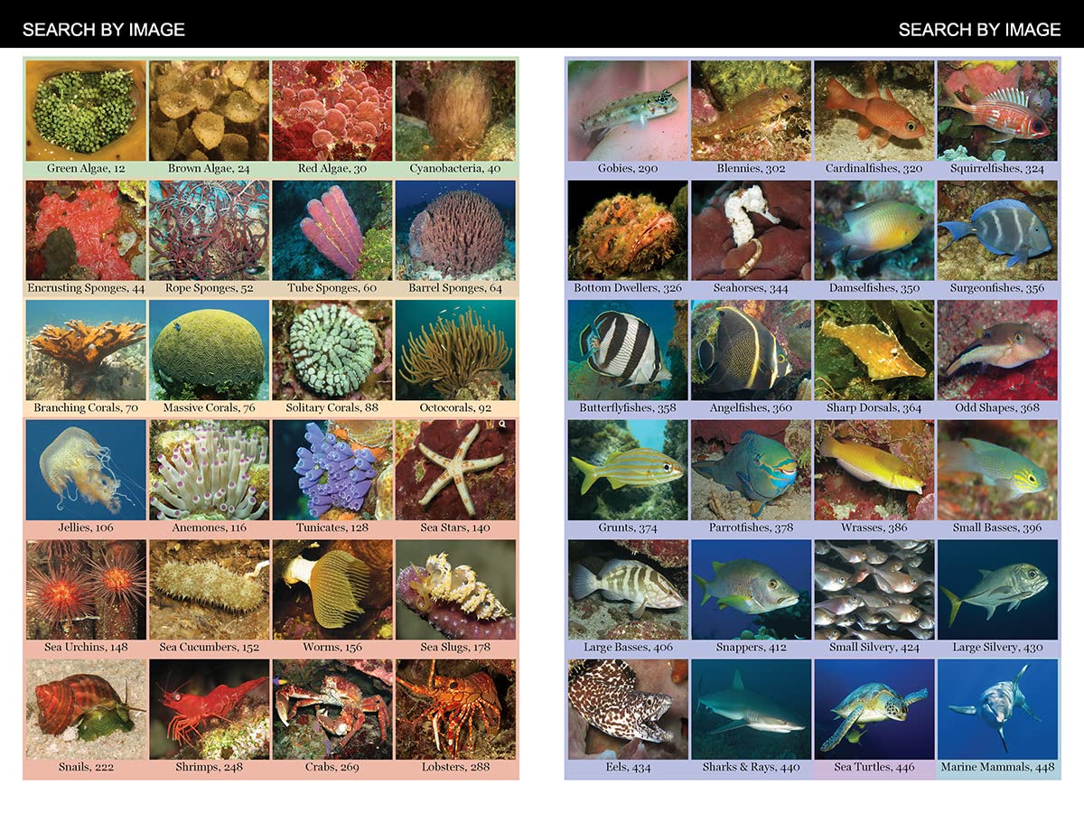 Caribbean Reef Life