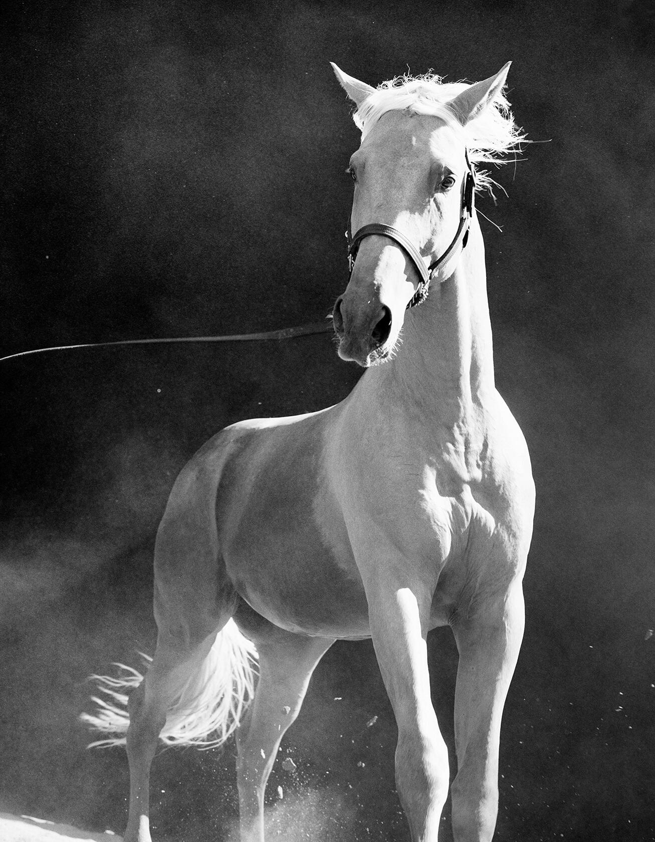 American Thoroughbred