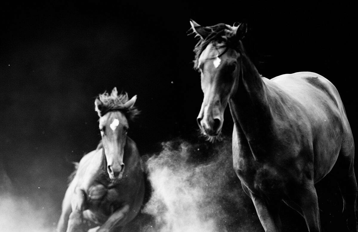 American Thoroughbred