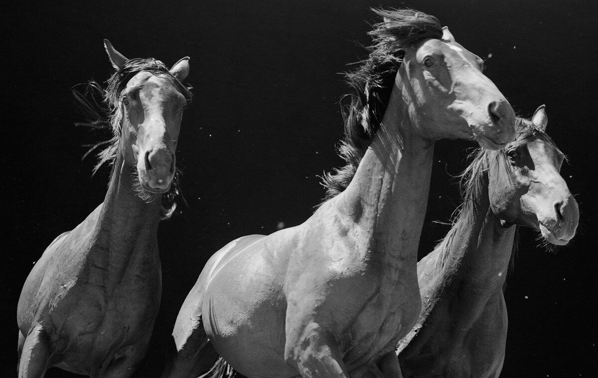 American Thoroughbred