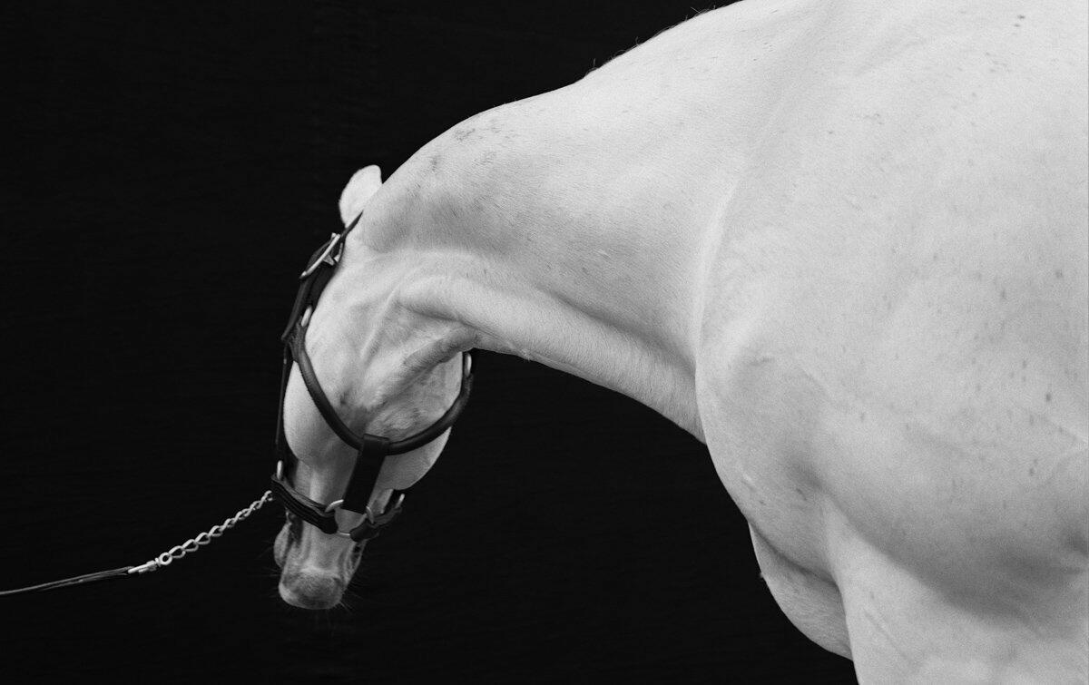 American Thoroughbred